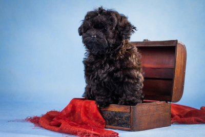 Rus Finosu Köpek Irkı Özellikleri, Bakımı ve Beslenmesi