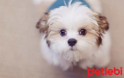 Süs Köpeği (Fino) Cinsleri ve Özellikleri