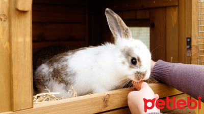 Tavşan Kafesi Nasıl Olmalı?