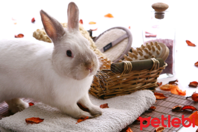 Tavşanlar Yıkanmalı mı? Tavşan Temizliği Nasıl Yapılmalı?