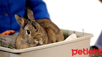 Tavşanlara Tuvalet Eğitimi Nasıl Verilir?