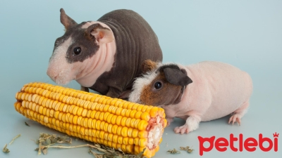 Tüysüz Guinea Pig Cinsleri ve Özellikleri