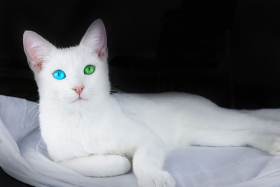 Van Kedisi Özellikleri, Bakımı ve Beslenmesi