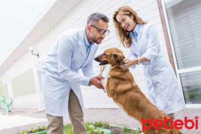 Veteriner Hekim Seçimi Nasıl Yapılmalı?