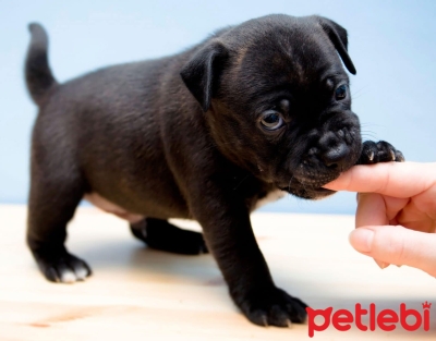 Yavru Köpeğiniz Sizi Isırıyor mu? Yavru Köpeklerin Isırması Nasıl Engellenir?