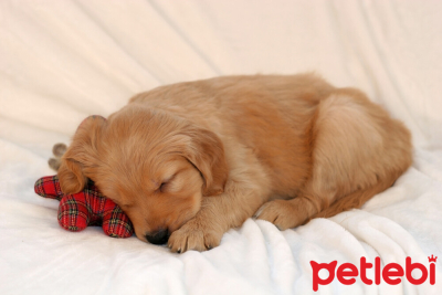 Yavru Köpeklerde Gece Uykusu Eğitimi