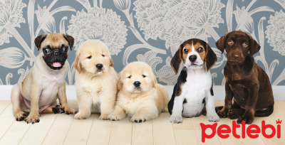 Yavru Köpeklerin Beyin Gelişim Süreci