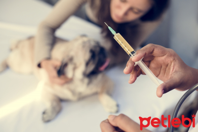 Yavru ve Yetişkin Köpeklerde Aşılama Takvimi