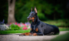 Doberman Pinscher Köpeği Özellikleri, Bakımı ve Beslenmesi
