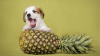 Köpekler Ananas Yer mi?