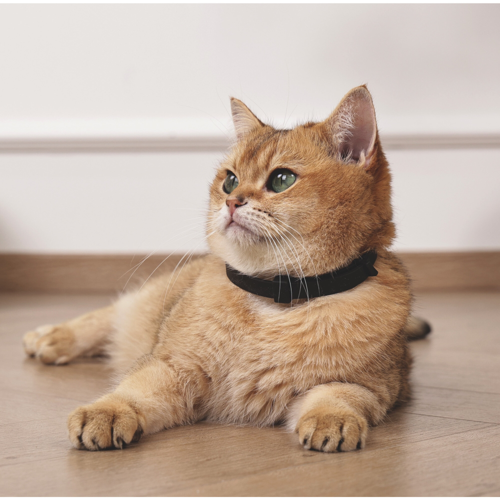 M-Pets Keep Calm Feromon Kedi Boyun Tasması (4'lü) (Karışık Renkli)