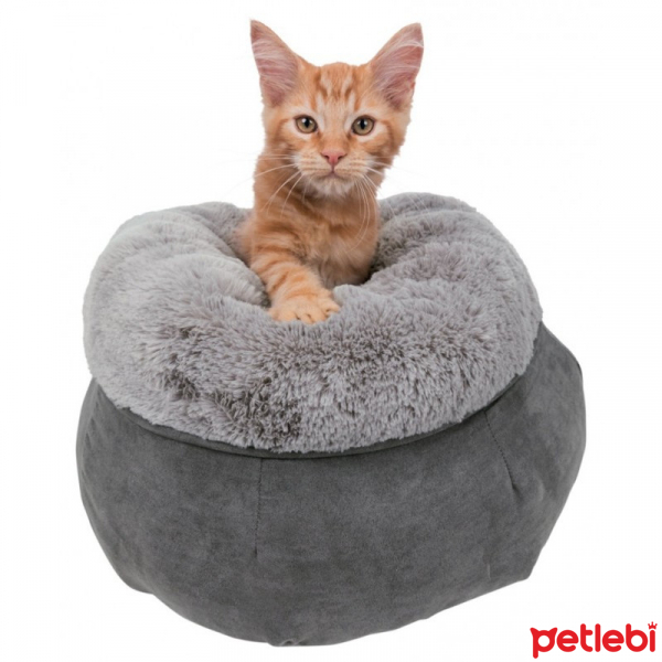 kedi sırtında şişlik
