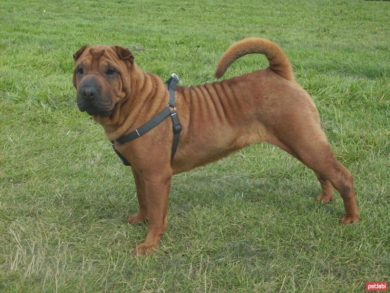 Shar Pei: Bir Irk Açıklaması Shar Pei: Bir Irk Açıklaması