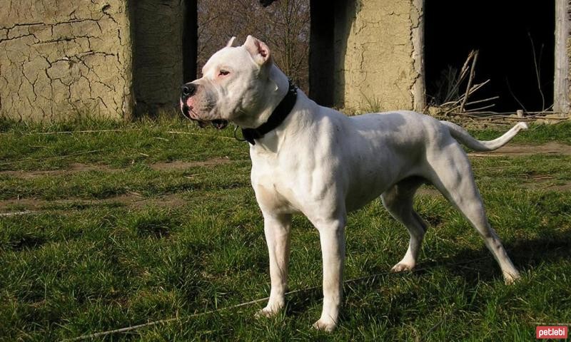 Çoban Çoban köpeği: tarih, açıklama, doğa ve bakım Çoban Çoban köpeği: tarih, açıklama, doğa ve bakım