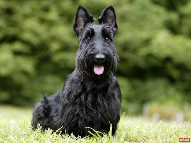 İskoç Terrier İskoç Terrier