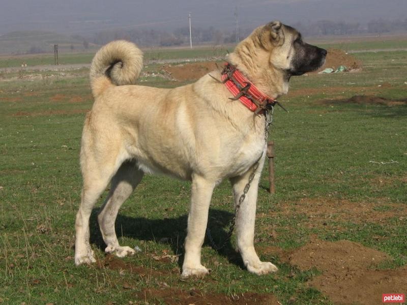 kangal ile ilgili gÃ¶rsel sonucu