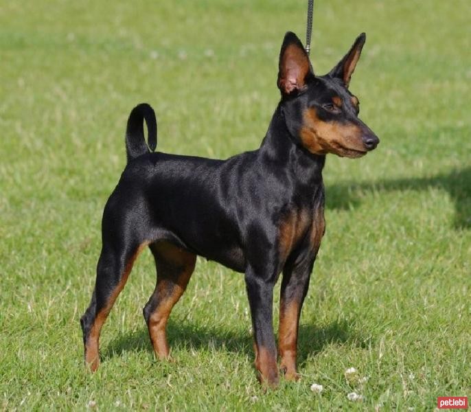 Minyatür Pinscher Cinsi Köpek Özellikleri ve Bakımı