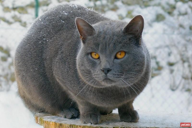 Chartreux ile ilgili gÃ¶rsel sonucu