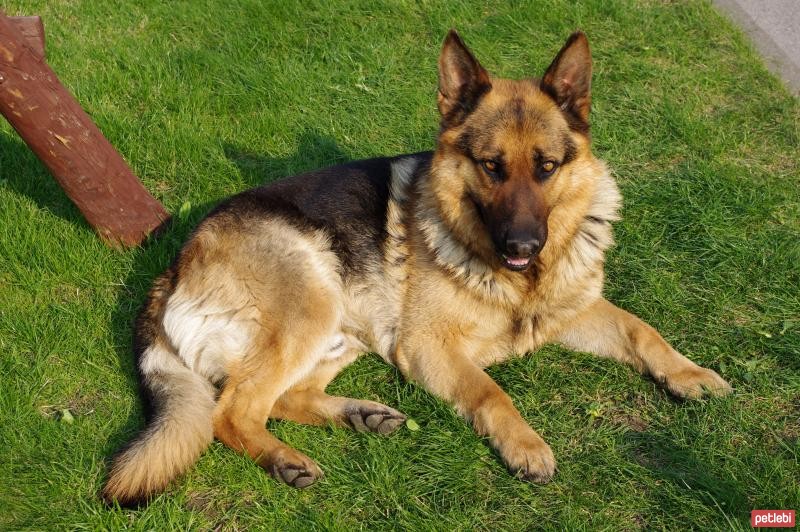 Alman çoban: köpek bakımı ve bakımı Alman çoban: köpek bakımı ve bakımı