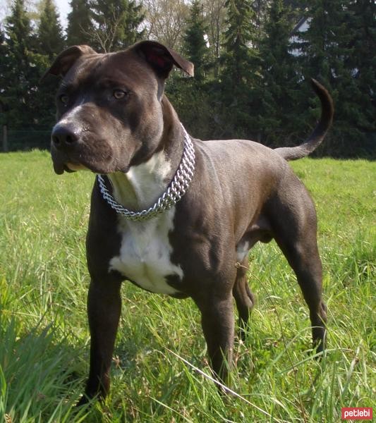 Köpeklerin cinsi Amerikan Bulldog: açıklama ve özellikleri, yavrular, fiyat, fotoğraf Köpeklerin cinsi Amerikan Bulldog: açıklama ve özellikleri, yavrular, fiyat, fotoğraf