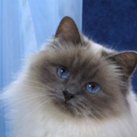 Ankara kedisi hakkında