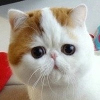 Exotic Shorthair