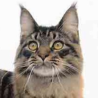 Maine Coon