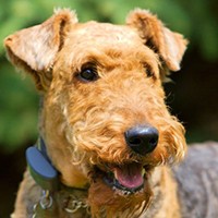 Airedale Terrier