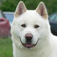 Akita İnu