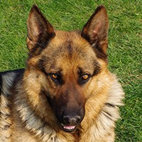 Alman Çoban Köpeği
