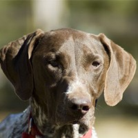 Alman Kısa Tüylü Pointer