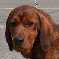 Alpine Dachsbracke
