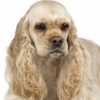 Amerikan Cocker Spaniel