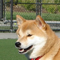 Ainu