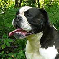 Amerikan Bulldog
