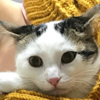 venusunpembepatileri