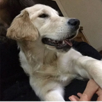 Goldenretriever_Hera