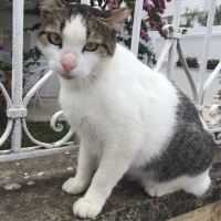 kedilerefisildayankelebek