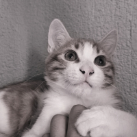 Tarcininturuncudunyasi