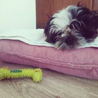 Havanese_Siri