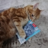 balim_cat1